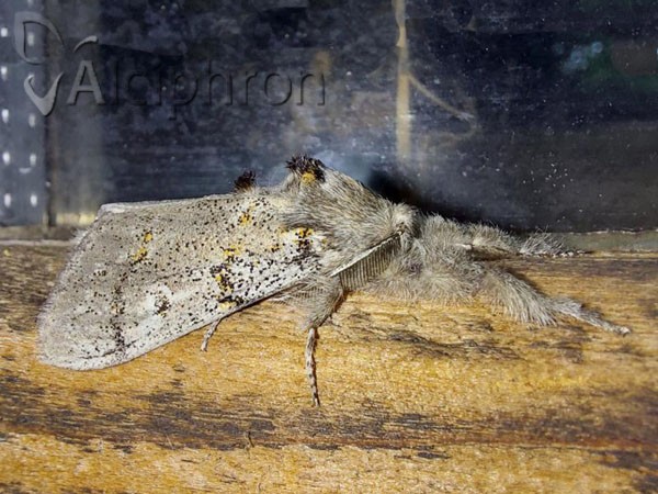 Dicallomera fascelina