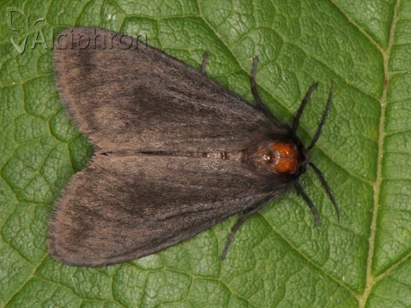 Parocneria detrita