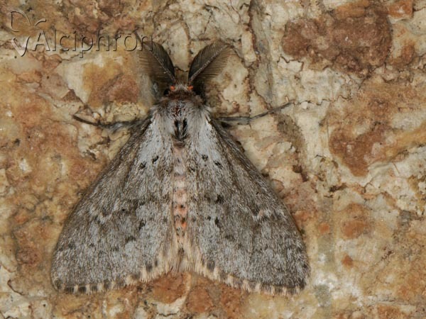 Parocneria terebinthi