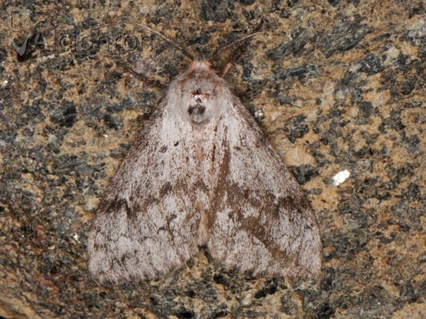 Parocneria terebinthi