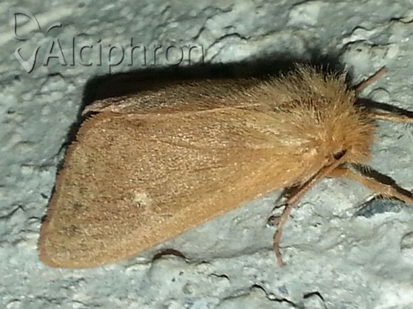 Ocneria rubea