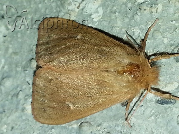 Ocneria rubea