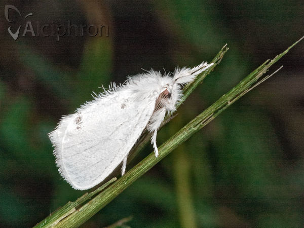 Euproctis similis