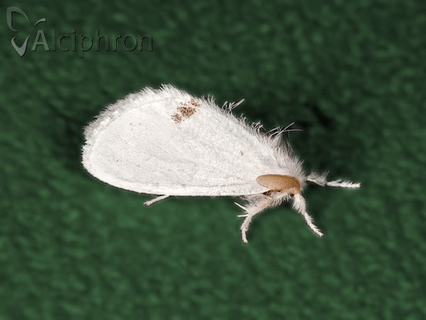 Euproctis similis