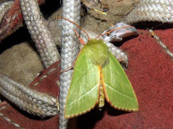 Pseudoips prasinana