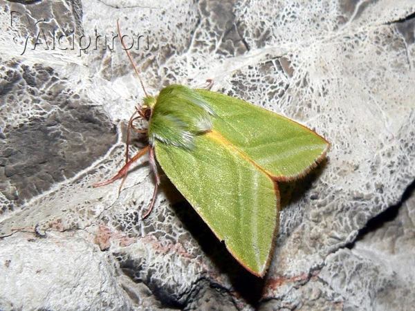 Pseudoips prasinana