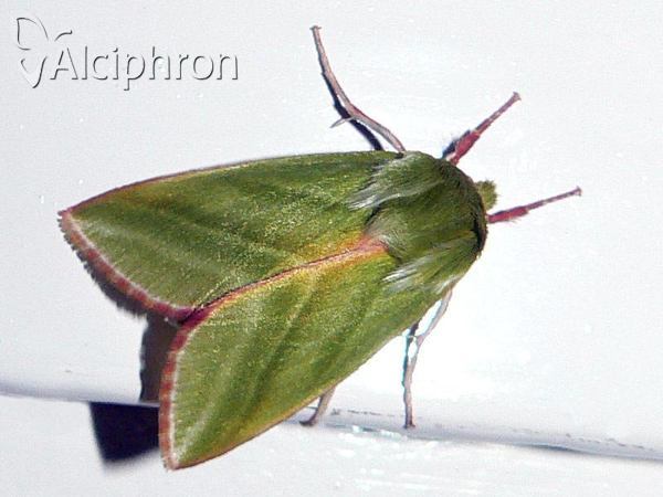 Pseudoips prasinana