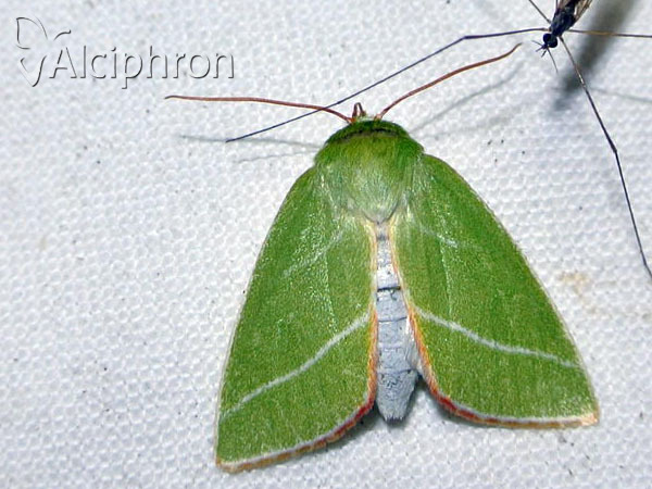 Pseudoips prasinana