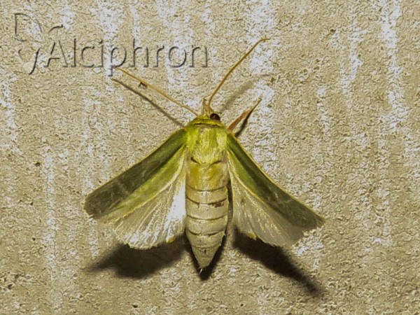 Pseudoips prasinana