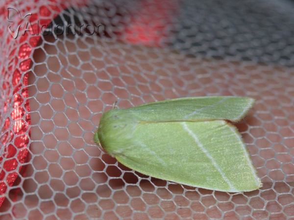 Bena bicolorana