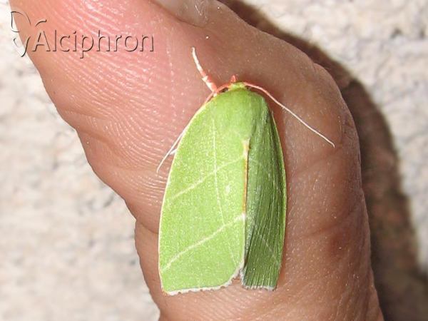 Bena bicolorana