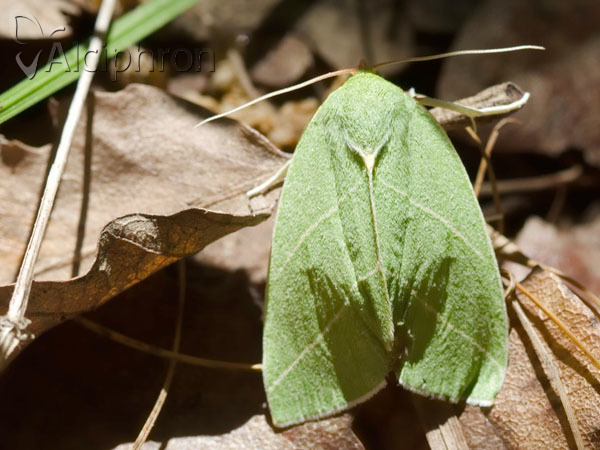Bena bicolorana