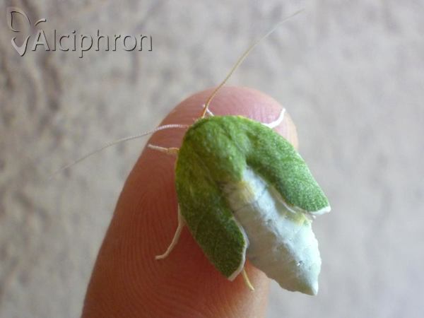 Bena bicolorana