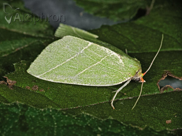 Bena bicolorana