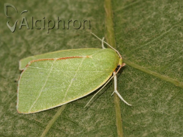 Bena bicolorana