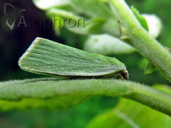 Earias clorana