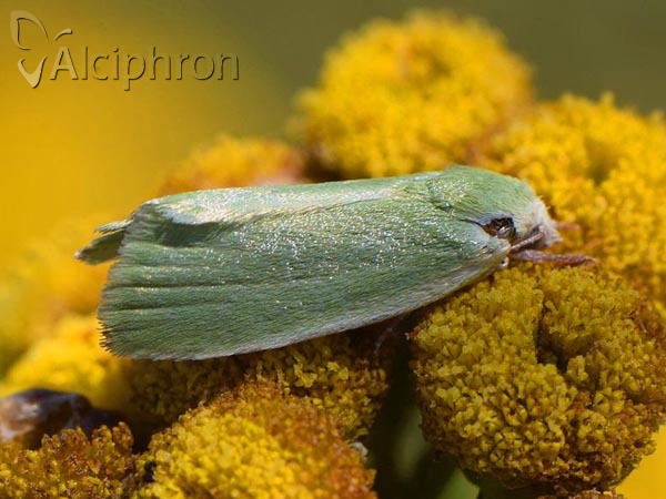 Earias clorana
