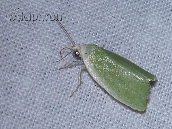 Earias clorana