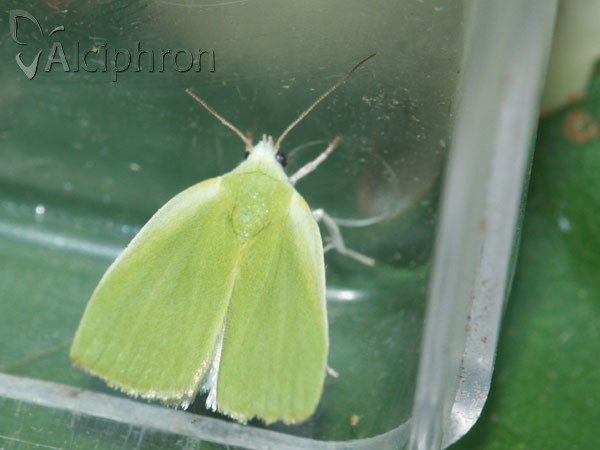 Earias clorana