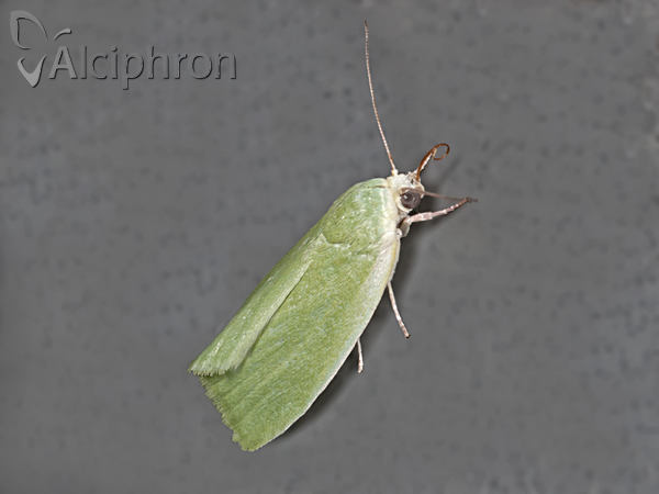 Earias clorana