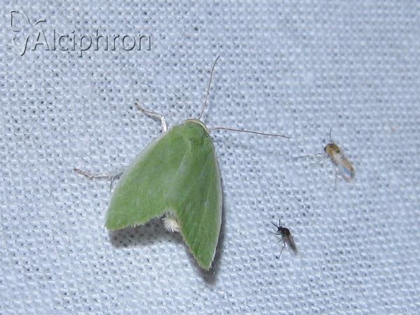Earias clorana