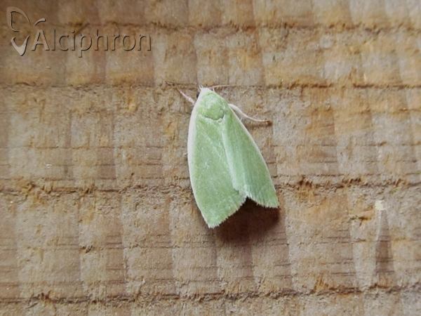 Earias clorana