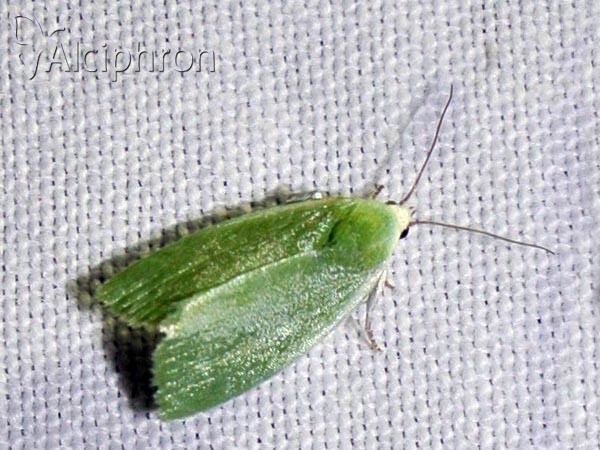 Earias clorana