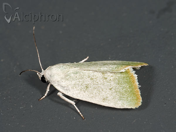 Earias vernana