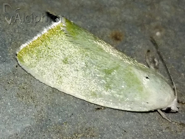 Earias vernana