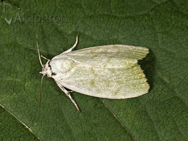 Earias vernana