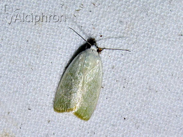 Earias vernana