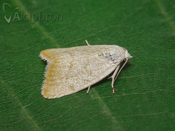 Earias vernana