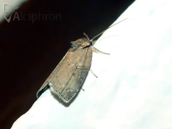 Nycteola revayana