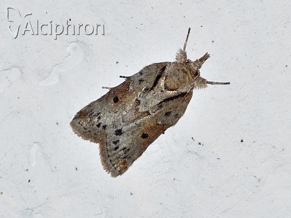 Nycteola revayana