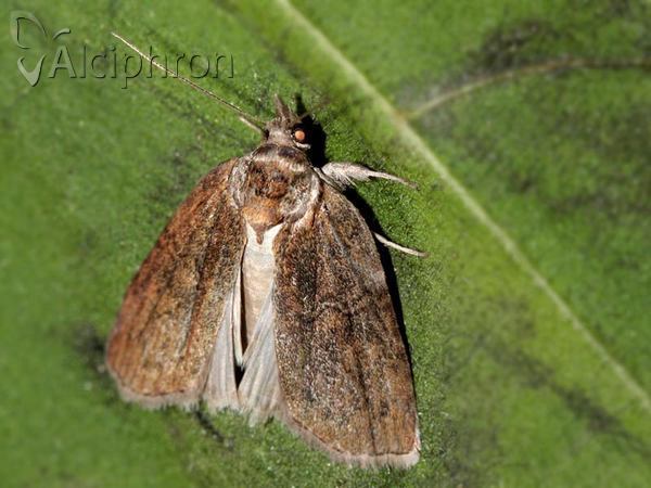 Nycteola asiatica