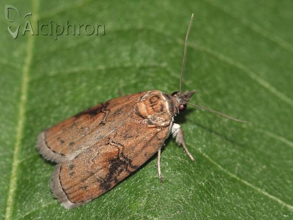 Nycteola asiatica
