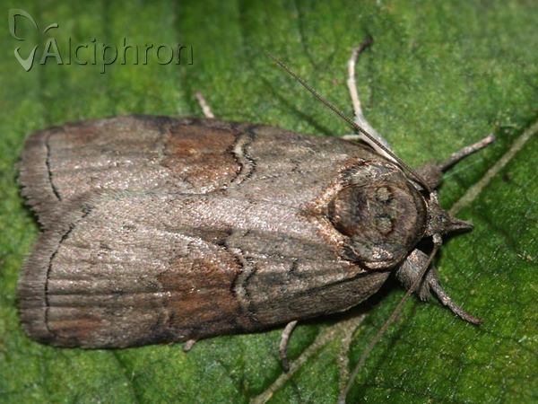 Nycteola asiatica