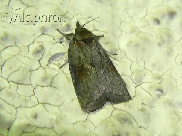 Nycteola asiatica