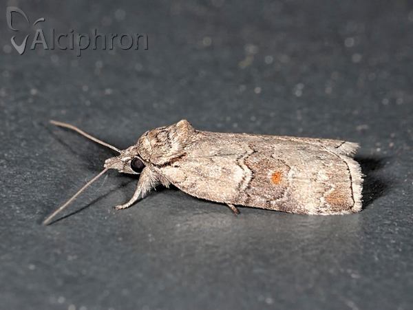 Nycteola asiatica