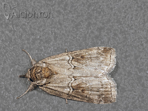 Nycteola asiatica
