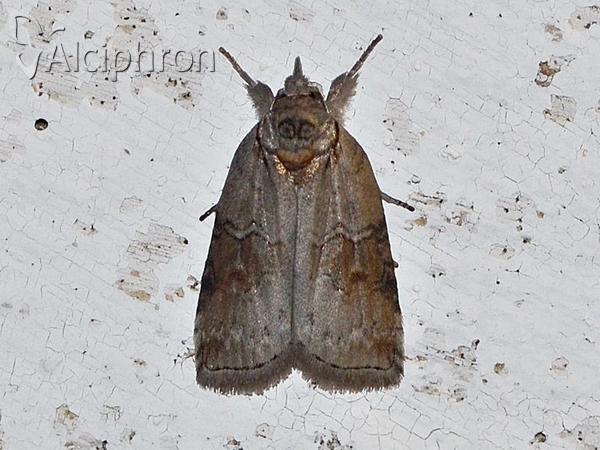 Nycteola asiatica