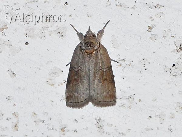 Nycteola asiatica