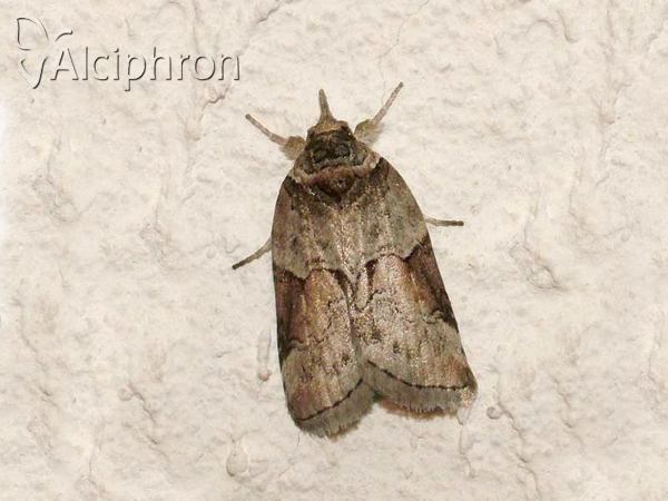 Nycteola siculana