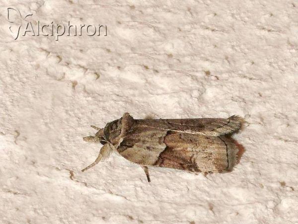 Nycteola siculana