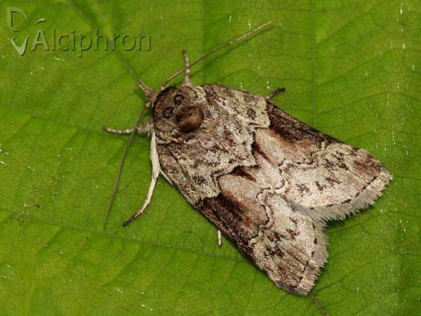 Nycteola siculana