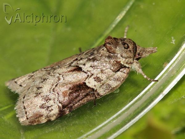 Nycteola siculana