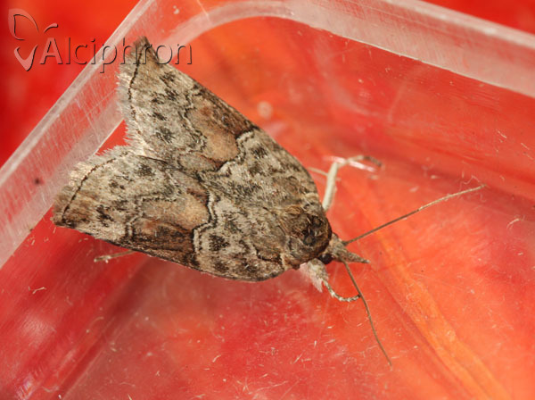 Nycteola siculana