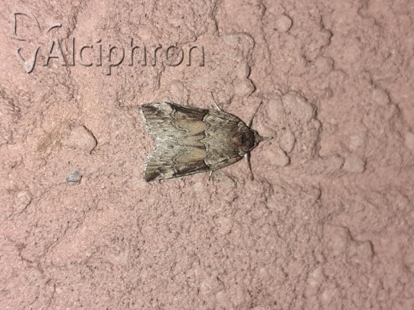 Nycteola siculana