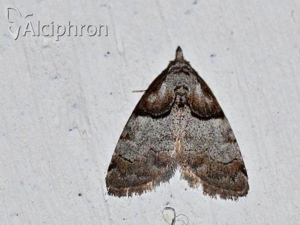 Nola cucullatella