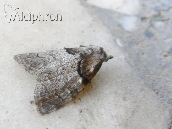 Nola cucullatella